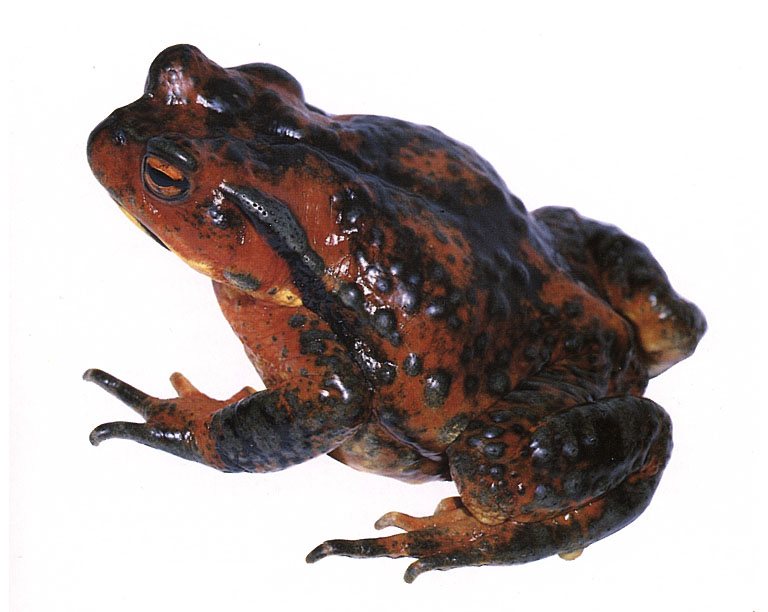 Bufo torrenticola