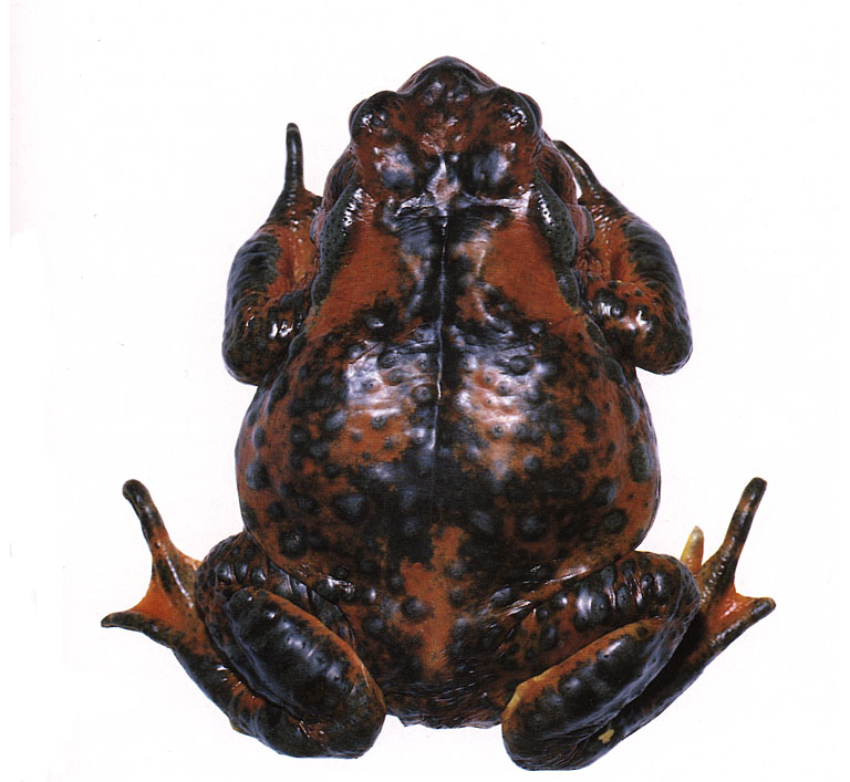 Bufo torrenticola Bufo torrenticola
