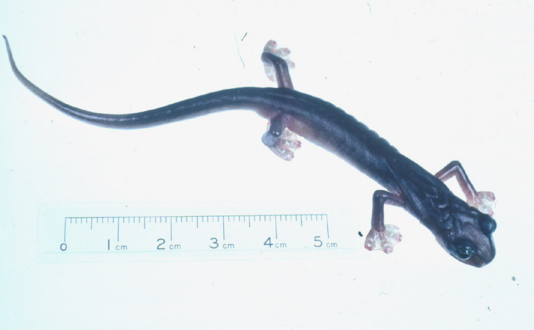 Chiropterotriton magnipes