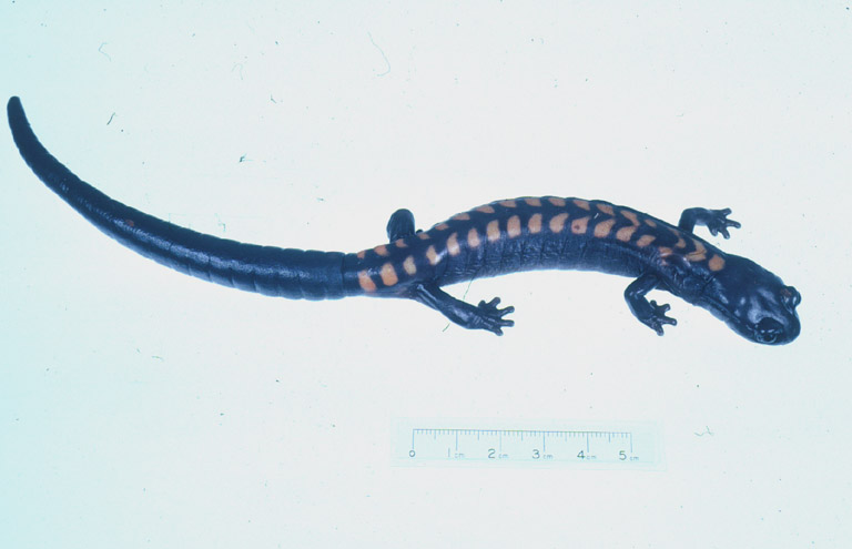 Isthmura gigantea