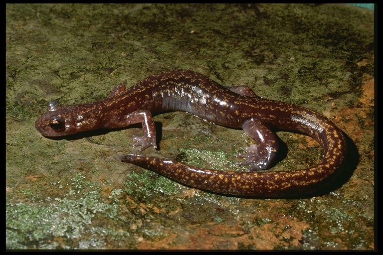 Onychodactylus fischeri