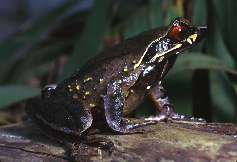 Xenophrys major