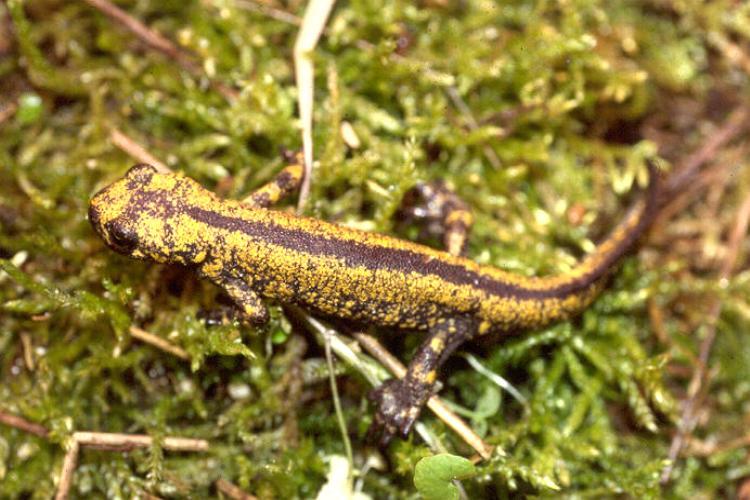 Neurergus strauchii strauchii