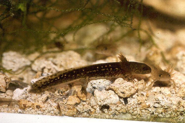 Neurergus strauchii strauchii