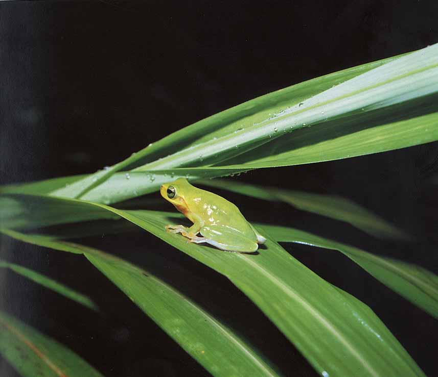 Hyla hallowellii