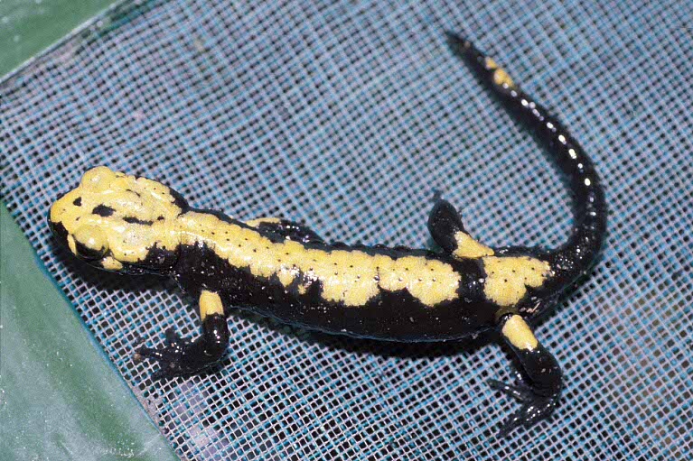 Salamandra atra aurorae