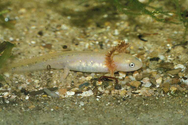 Ambystoma opacum