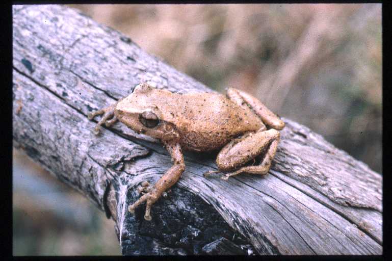 Eleutherodactylus coqui