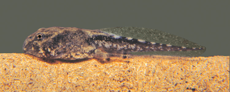 Incilius nebulifer Incilius nebulifer