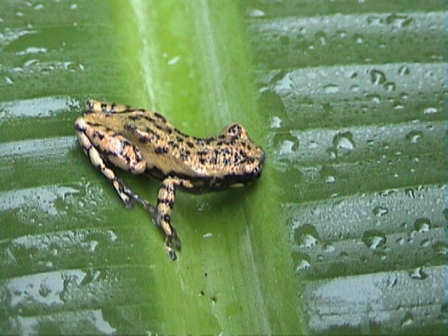 Allophryne ruthveni