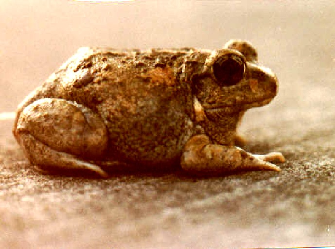 Sphaerotheca breviceps Sphaerotheca breviceps