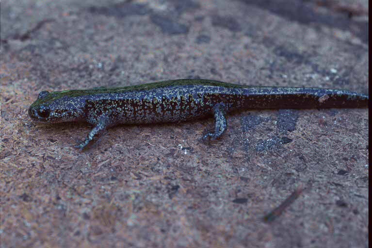 Hynobius tokyoensis