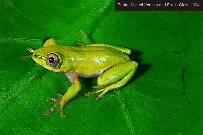 Heterixalus boettgeri