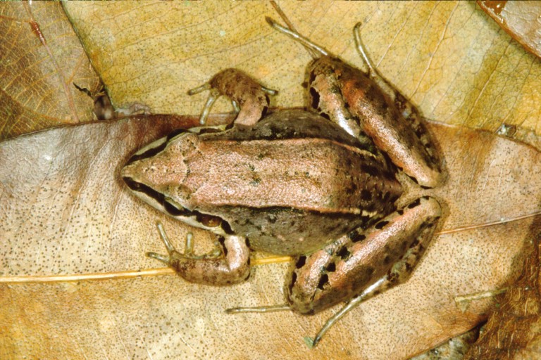 Leptodactylus notoaktites