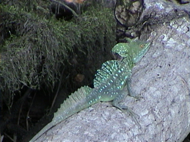 Basiliscus plumifrons Basiliscus plumifrons