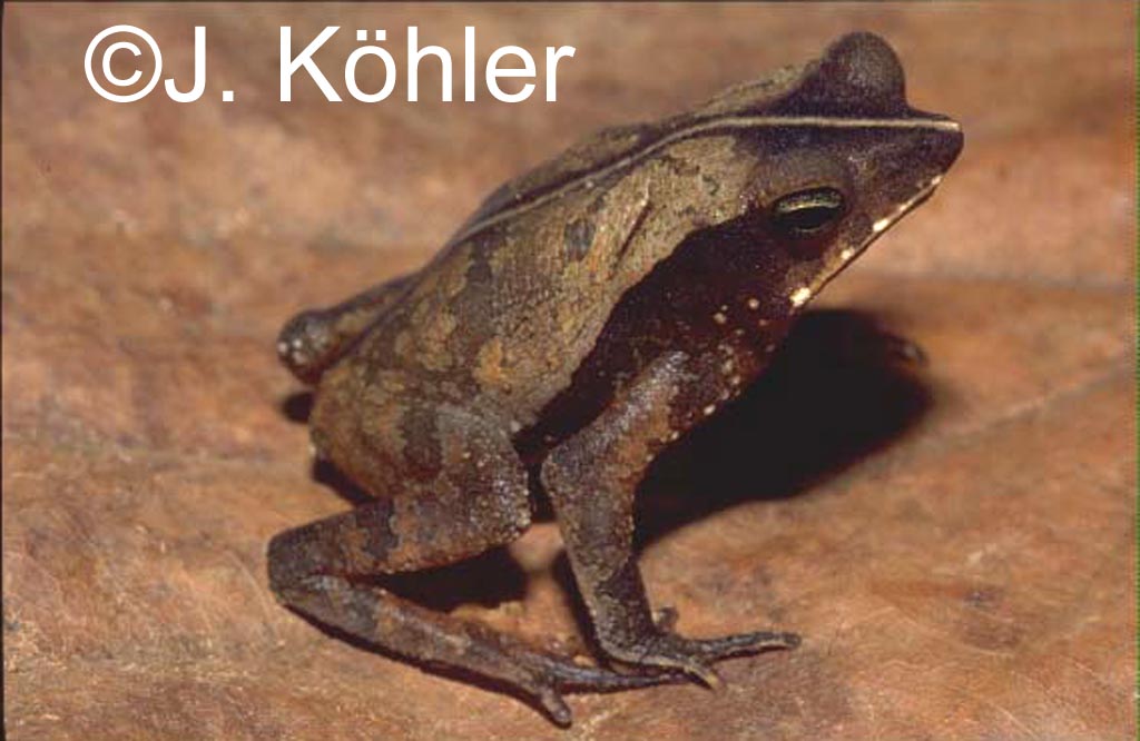 Rhinella teotoniensis