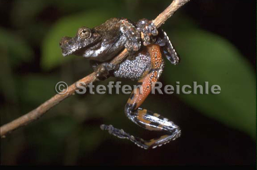 Dendropsophus acreanus