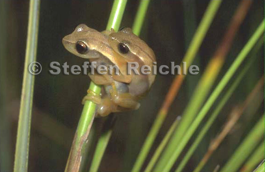 Dendropsophus tritaeniatus