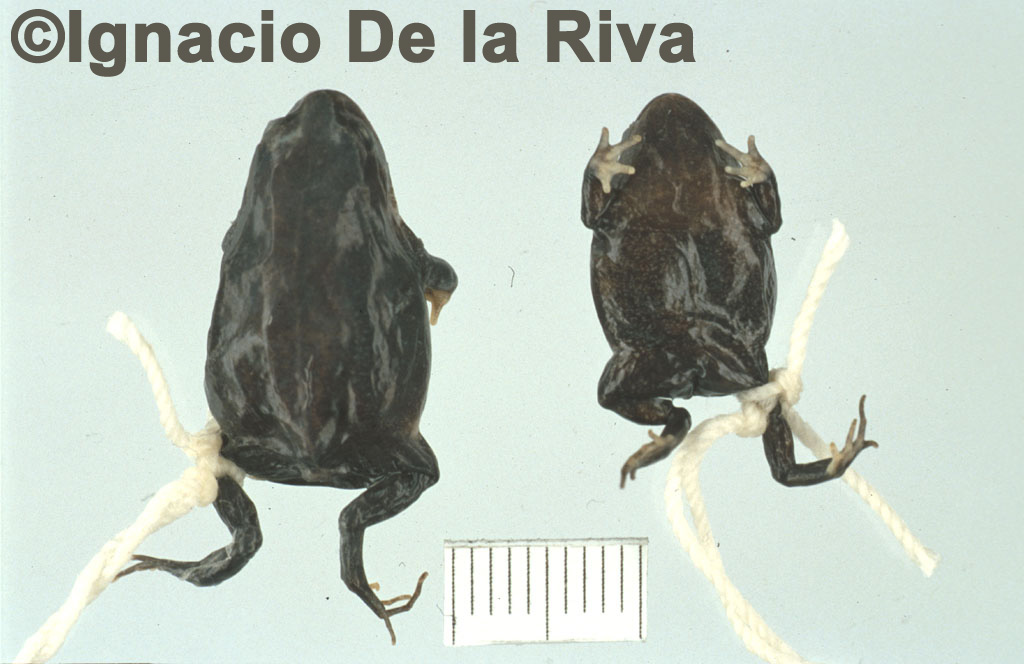 Microkayla pinguis Microkayla pinguis