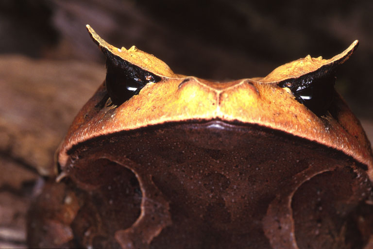 Brachytarsophrys intermedia Brachytarsophrys intermedia