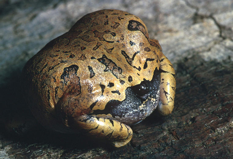 Glyphoglossus guttulatus Glyphoglossus guttulatus