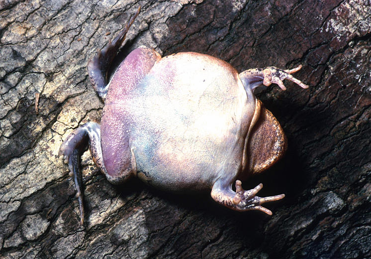 Glyphoglossus guttulatus