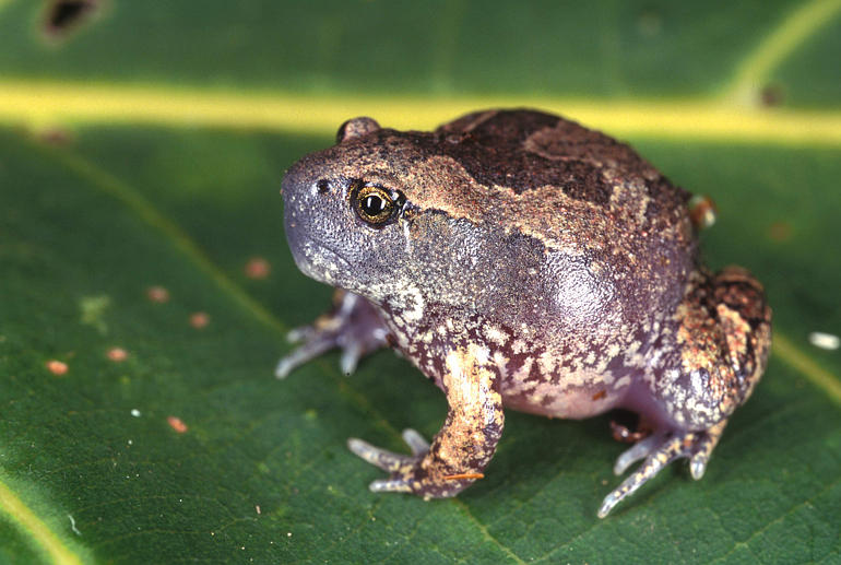 Glyphoglossus molossus Glyphoglossus molossus