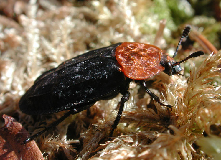 Oeceoptoma thoracica