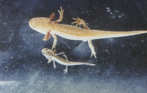 Ichthyosaura alpestris apuanus