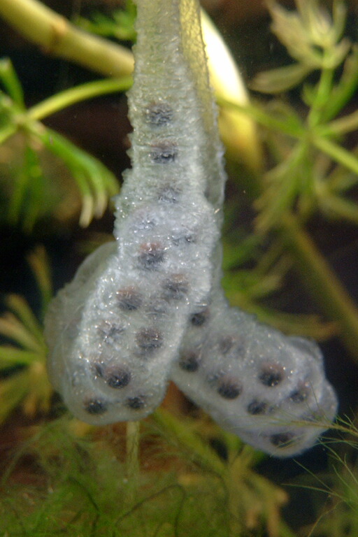 Hynobius dunni