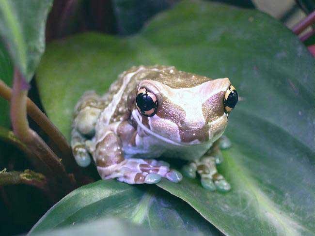 Trachycephalus resinifictrix Trachycephalus resinifictrix