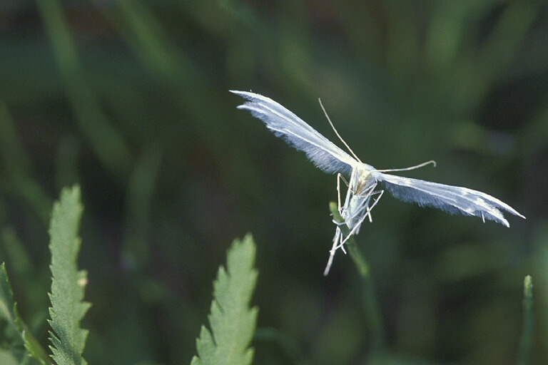 Pterophorus pentadactylus