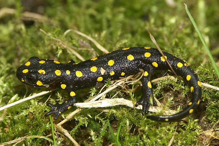 Neurergus strauchii strauchii
