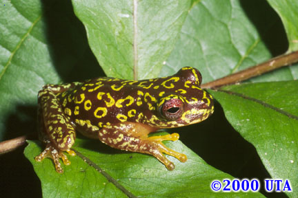Duellmanohyla soralia Duellmanohyla soralia