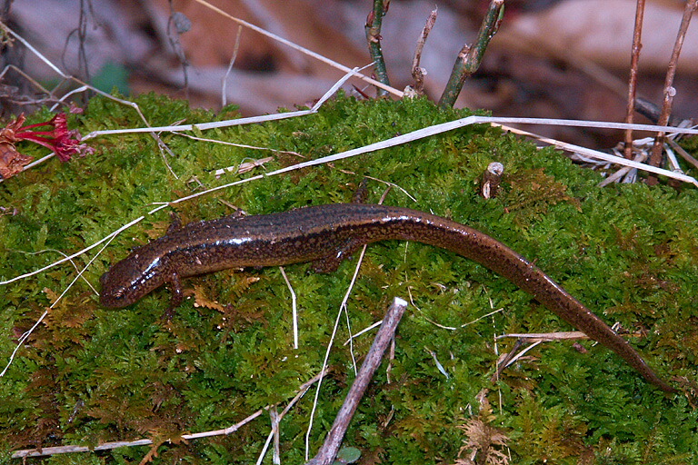 Eurycea bislineata