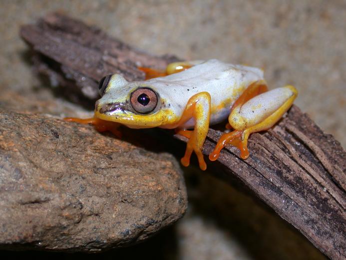 Heterixalus madagascariensis Heterixalus madagascariensis