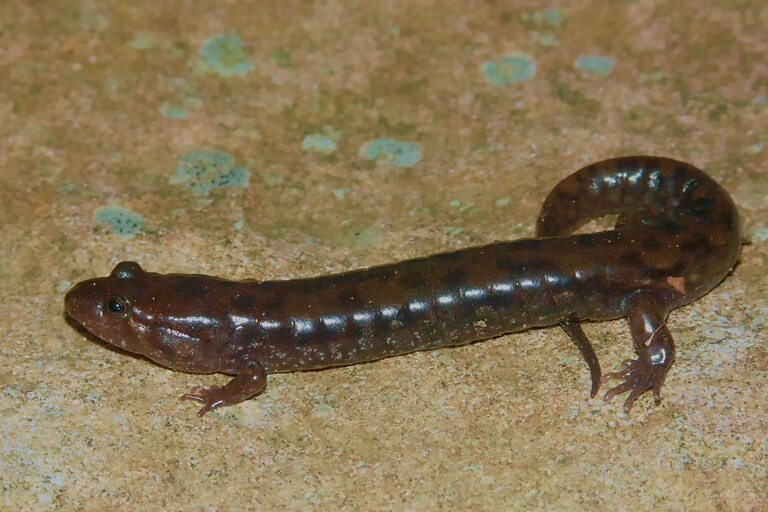 Desmognathus monticola