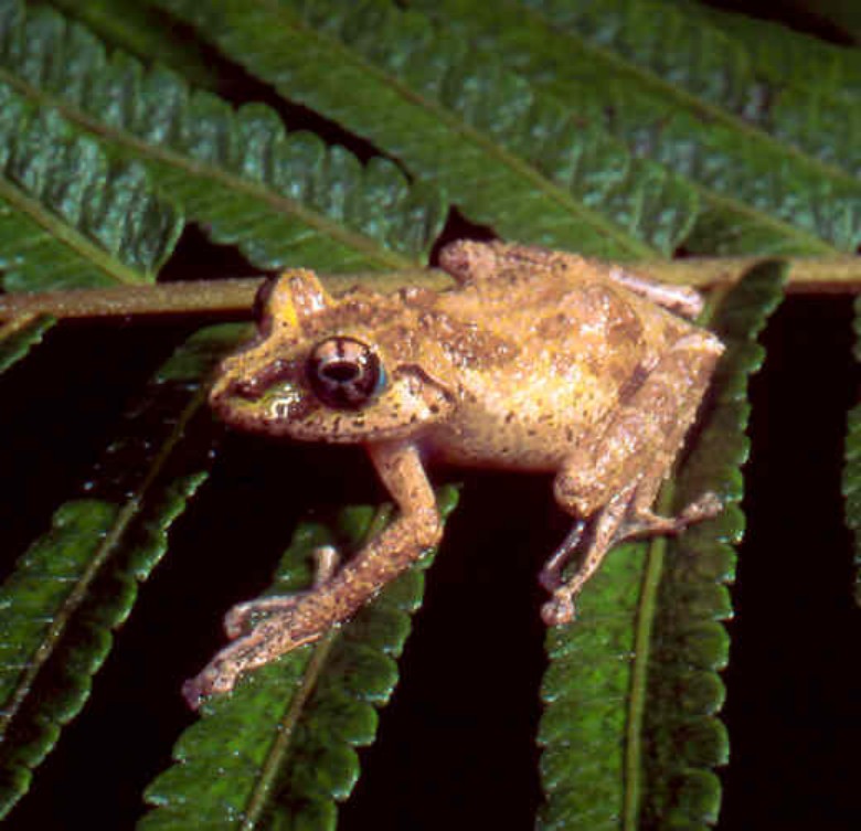 Spinomantis fimbriatus