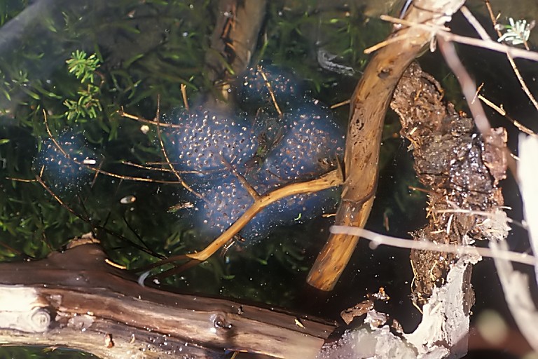 Ambystoma gracile