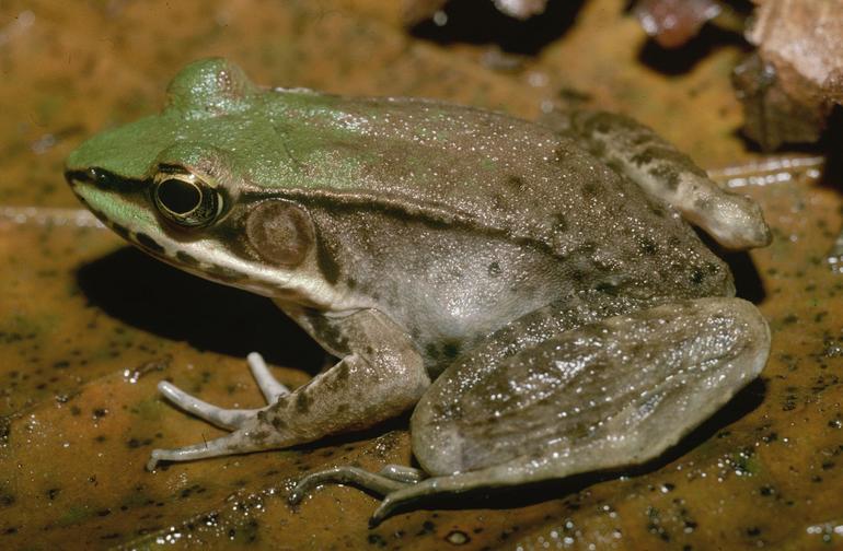 Rana vaillanti Rana vaillanti