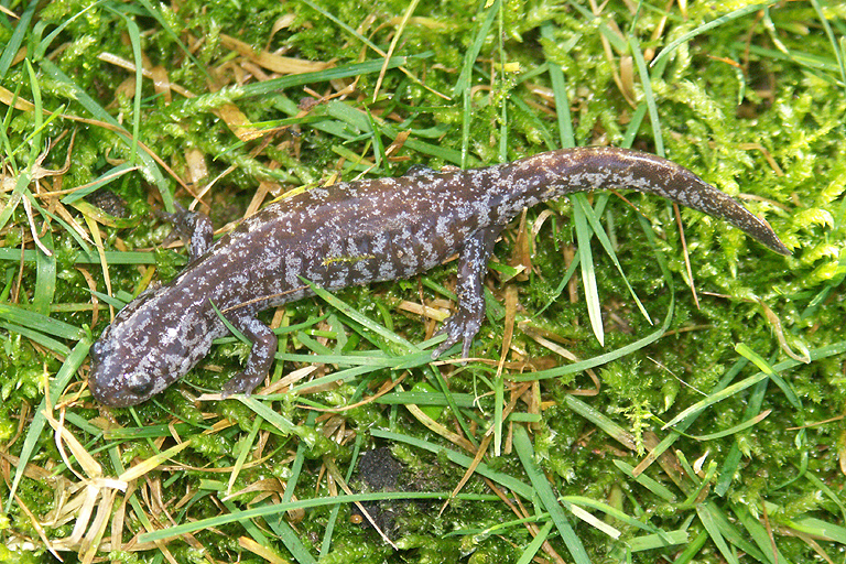 Hynobius lichenatus
