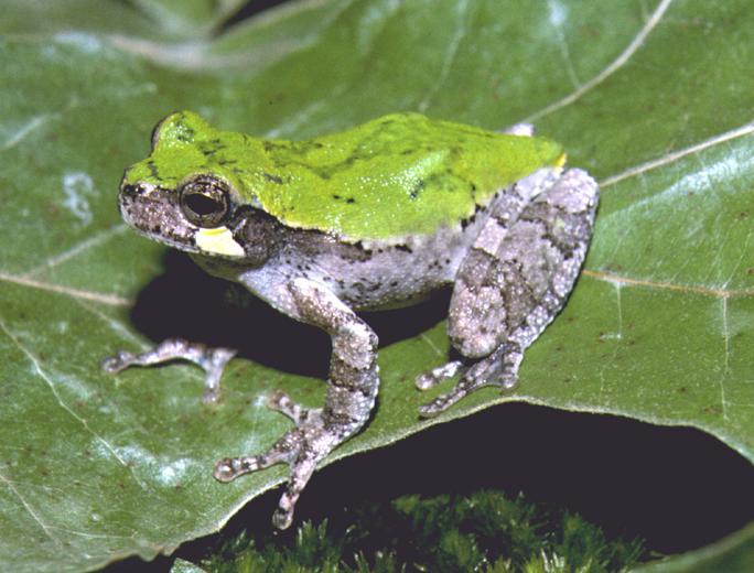 Hyla avivoca