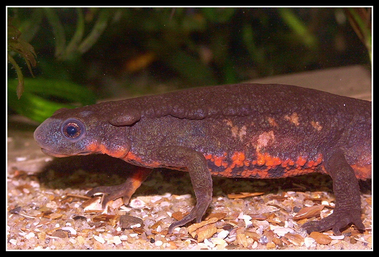 Cynops pyrrhogaster