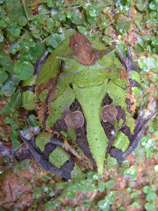 Ceratophrys cornuta