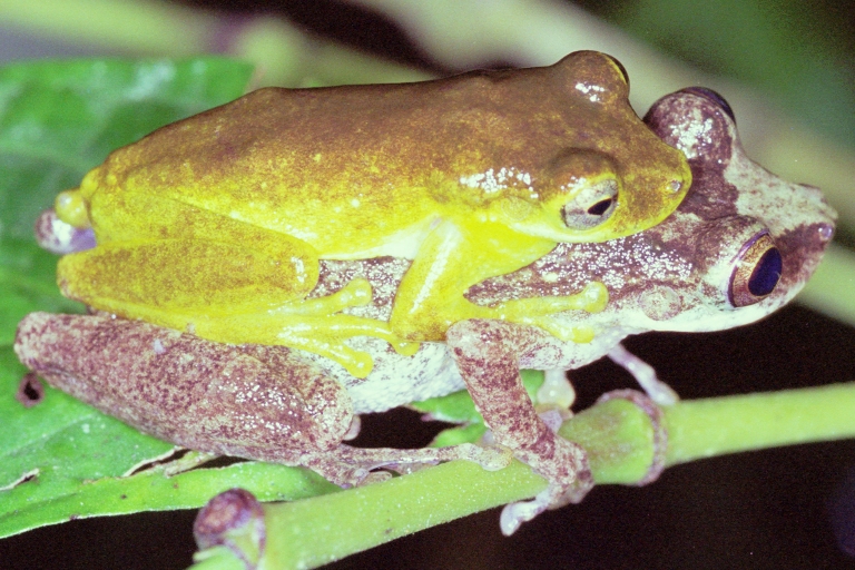Scinax rizibilis Scinax rizibilis