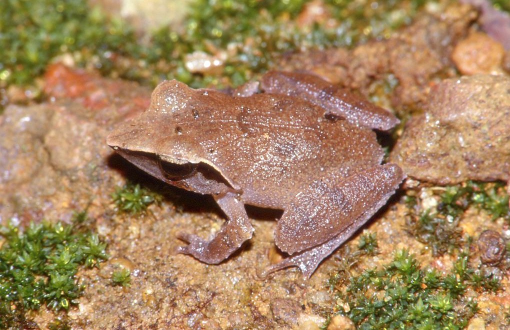 Pseudophilautus cuspis