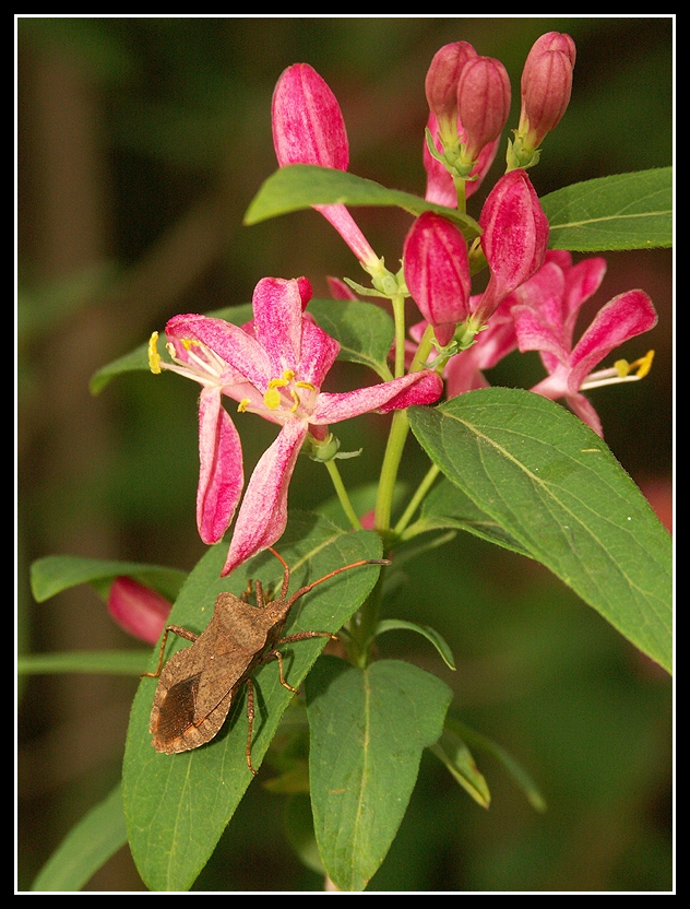 Coreus marginatus