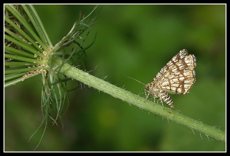 Chiasmia clathrata clathrata