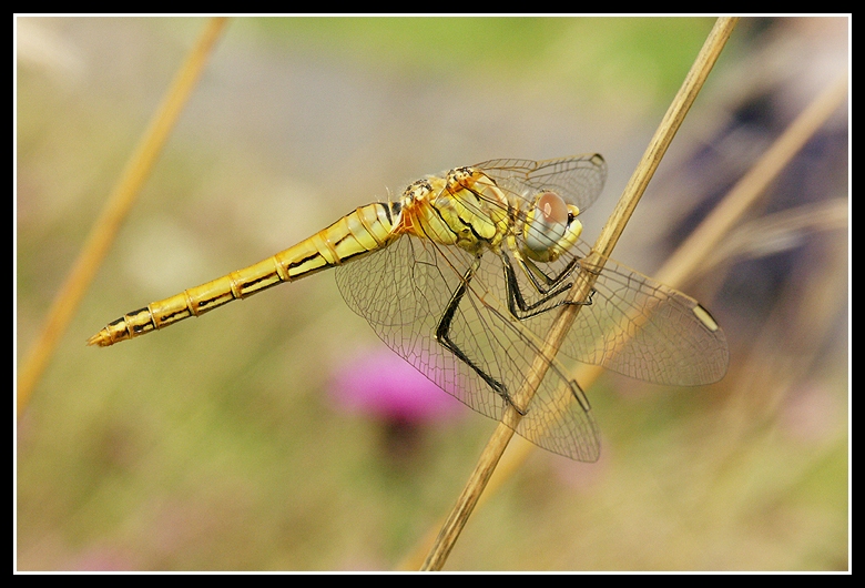 Sympetrum fonscollombii