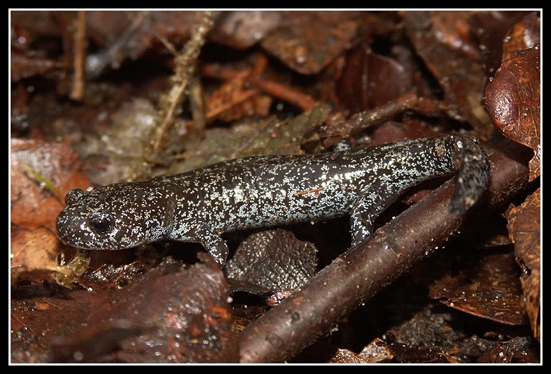 Hynobius lichenatus